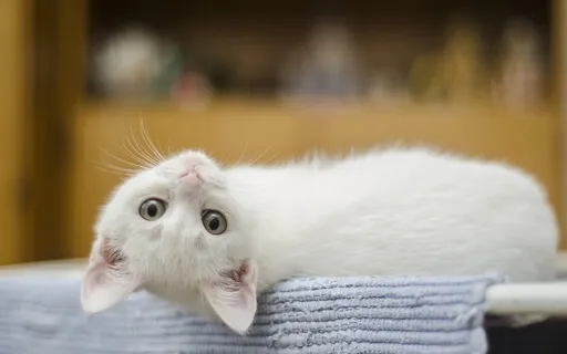 Baroque Relaxing Sleeping Meditation Music #3