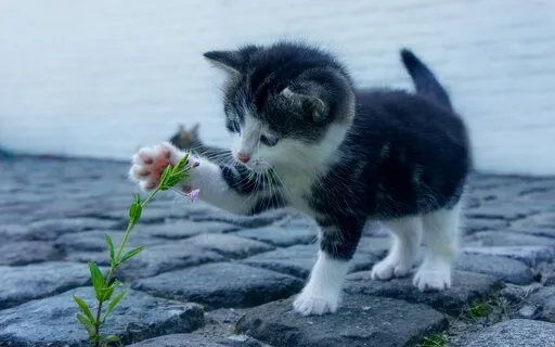 Baroque Relaxing Sleeping Meditation Music #4