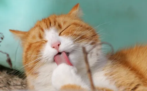 Baroque Relaxing Sleeping Meditation Music #5