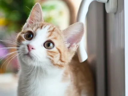 Baroque Relaxing Sleeping Meditation Music #8