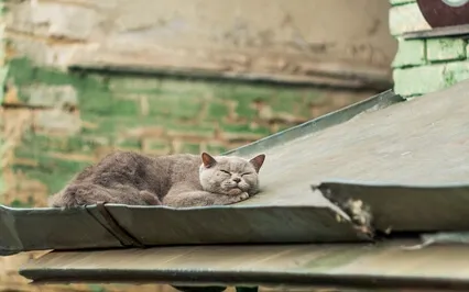 Baroque Sleeping Meditation Music