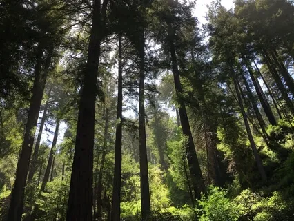 Basic Guided Meditation (Short)