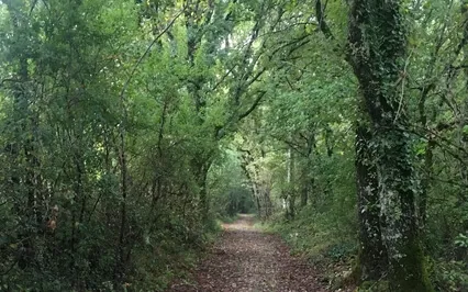 Basic Mindfulness Meditation 