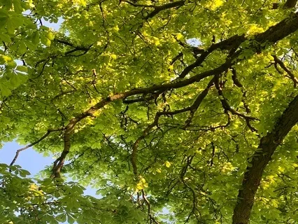 Basic Mindfulness Meditation