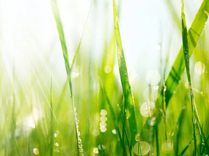 Basic Mindfulness Of Breathing