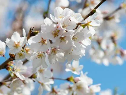 Basic Mindfulness (With Music)