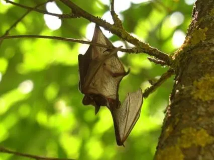Bat Spirit: Night Nature Sounds For Sleep & Deep Relaxation