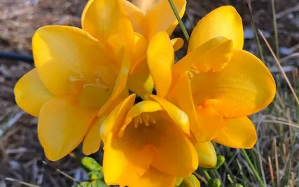 Bathed In Love (With Live Nature Sounds)