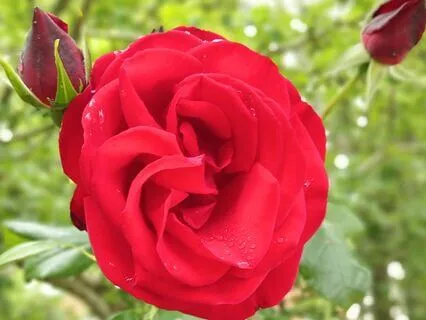 Bathing The Body In Gratitude Meditation