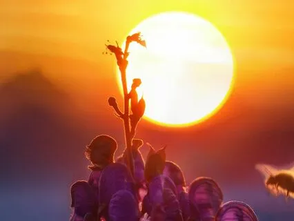 The Heart’s Garden: Planting Seeds Of Light With Rumi