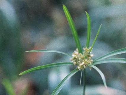 Be A Rainbow In Somebody's Cloud An Hr Relaxation Lullaby