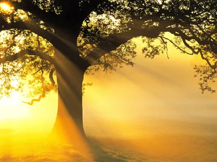 Be A Tree Guided Meditation