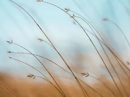 Be Careful Not Fearful Food Allergy/Celiac Meditation