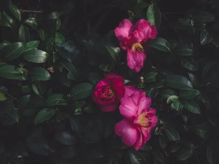 Romans 8:37 | Be Empowered & Conquer The Day