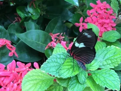 Be Free To Bloom Like A Flower