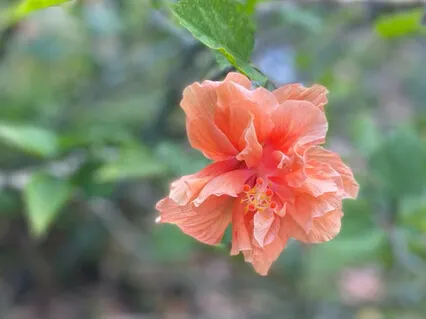 Be Free To Bloom
