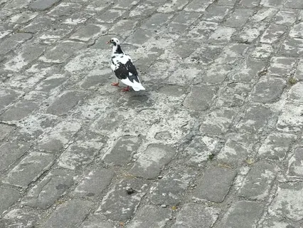 Be Free To Fly