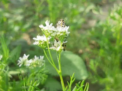 Be Gentle With Yourself (Version With Music)