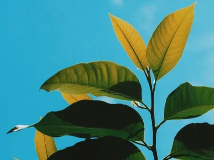 Be Happy | Morning Meditation