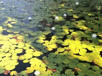 Be Here Now Meditation