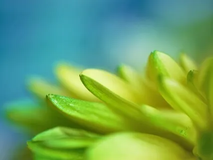 Be Here Now Meditation • Shavasana Series