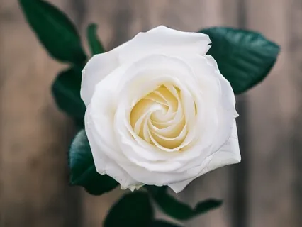 Be Here Now: Present Moment Meditation