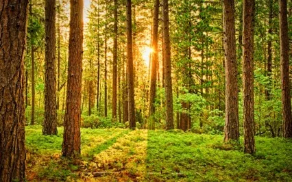 Be Here Now. Pure Awareness