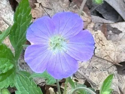 Be Here Now