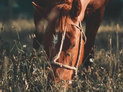 Horse Spirit Meditation | Strength, Freedom & Personal Power