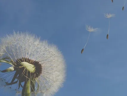 Be Like A Dandelion - A Guided Theta Wave Meditation
