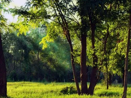 Be Presence, Not A Person  Pure Presence