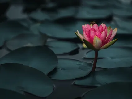 Be Seen - Insight Timer Live Replay