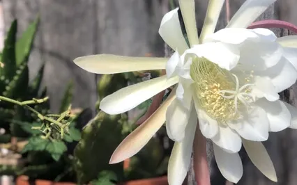 Affirmations From Your Soulmate To Fall Asleep To