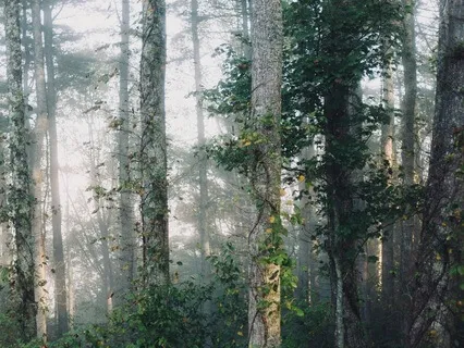 Be Still - A Musical Meditation