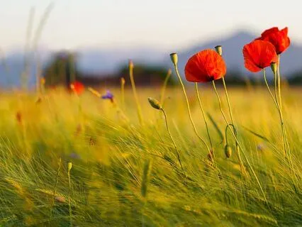 Be Still - Body Scan