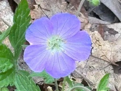 Be Still In Action/Be Active In Stillness