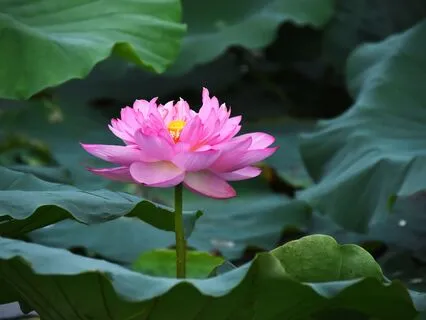 Be The Peace: Radiance From Within