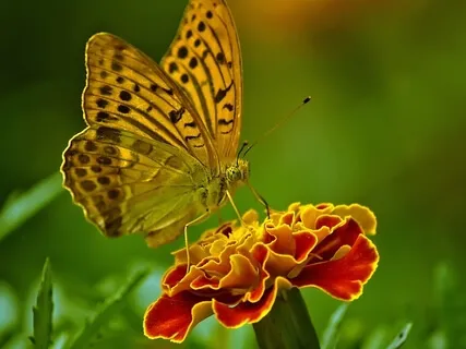 Be Transformed By The Renewing Of Your Mind: Focused Attention On The Breath