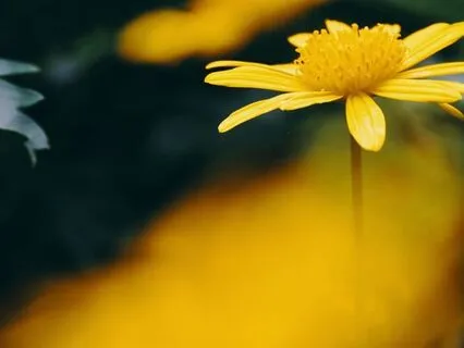 Be Truly Fulfilled Affirmations Meditation