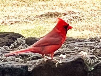 Be Your Own Guardian