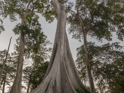 Be Your Tree Of Life