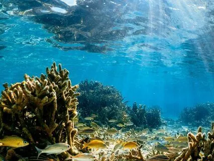 Beach And Underwater Music