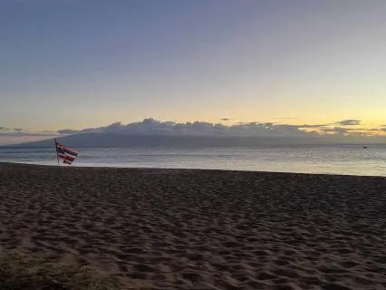 Beach Journey With Your Dog