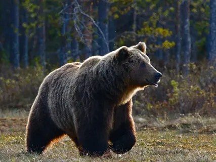 Bear Who Wanted A Mango