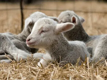 Beatitudes 3: The Meek