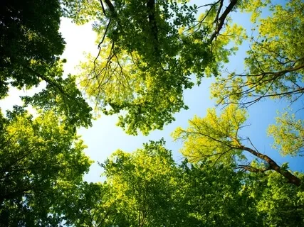 Beautiful Ambient Music & Birds