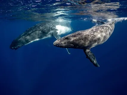 Beautiful Earth | Into The Depths