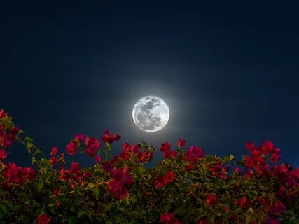 Beautiful Heart (Piano Music With Forest Wind Sounds)