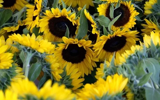 Beautiful Morning - Theta Morning Session