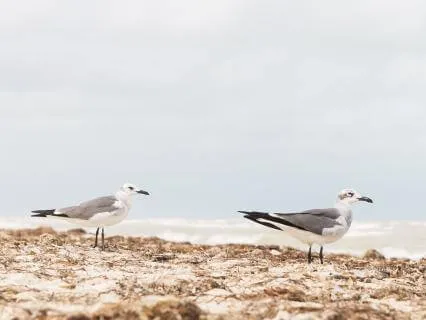 Beautiful Music: Seagulls Breathing Quietly